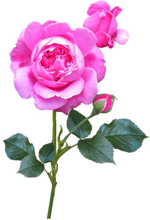 Rose, Pink, Stem, Autumn, Bloom - Stock.xchng (493x720), Png Download