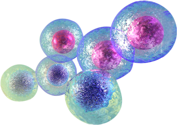 Top 20 Frequently Asked Questions And Research - Stem Cells Transparent (720x504), Png Download