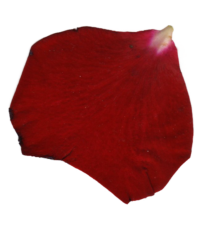 Rose Petal Image Png (654x763), Png Download