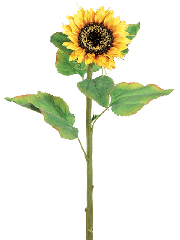 Sunflowers Png Stem Vector Black And White Download - Silk Plants Direct Sunflower Spray - Yellow - Pack (800x800), Png Download
