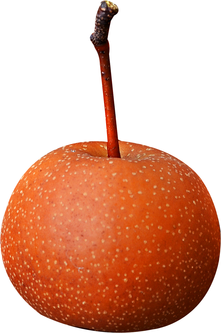 Asian Pear Fruit With Stem Png Image - Asian Pear Red (1055x1523), Png Download