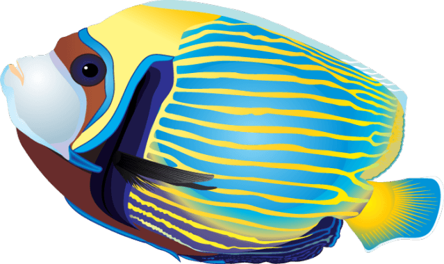 Tropical Clipart - Tropical Fish Clip Art (639x380), Png Download