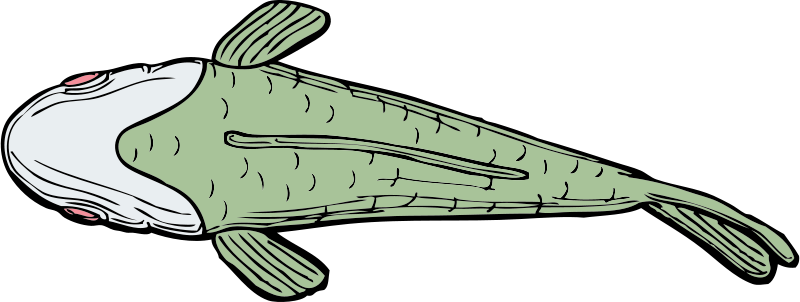 Watching Clippings On The Top Of The Fish - Fish From Top Shower Curtain (600x227), Png Download