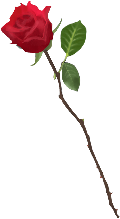 Long Stem Rose Drawing At Getdrawings - Rose Stems With Thorns (494x900), Png Download