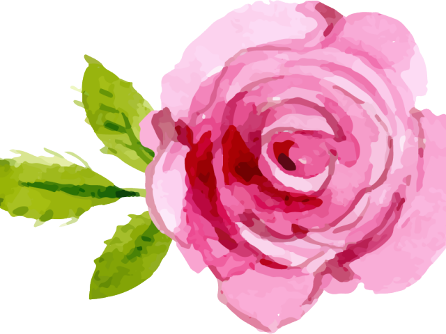 Pink Rose Clipart Transparent Background - Pink Rose Png Transparent (640x480), Png Download