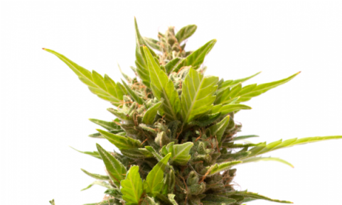 Semillas De Marihuana Northem Light Sky Auto De Sputnik - Bud (480x480), Png Download