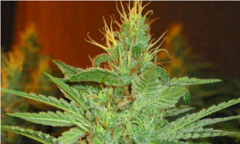 Semillas De Marihuana Ak Mir Feminizada De Sputnik - Sputnik (480x480), Png Download