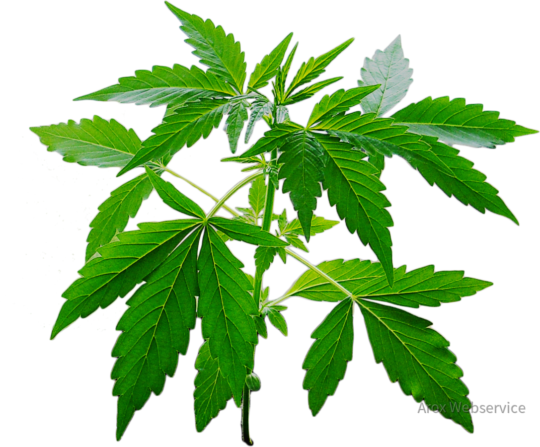 Cannabis Pflanze - Cosirex - Hemp (1087x900), Png Download
