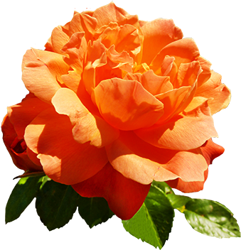 Orange Rose For Valentine's Day - Orange Rose Clip Art (354x358), Png Download