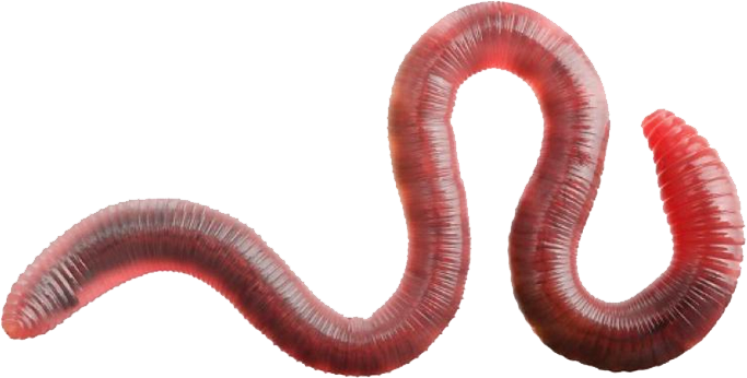 Worm Without Background (683x346), Png Download