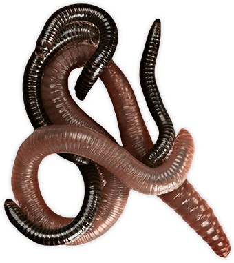 Animals - Worms - Worms Png (340x381), Png Download