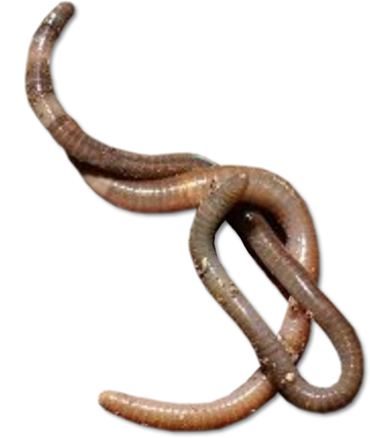 Worms Transparent - Worms Png (734x870), Png Download