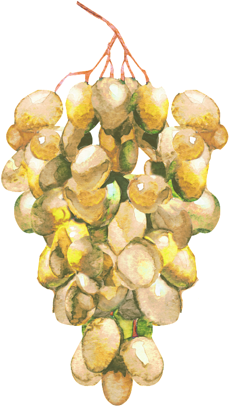 Hand Painted Bunch Of Green Juicy Grapes Decorative - Grape (1024x1024), Png Download