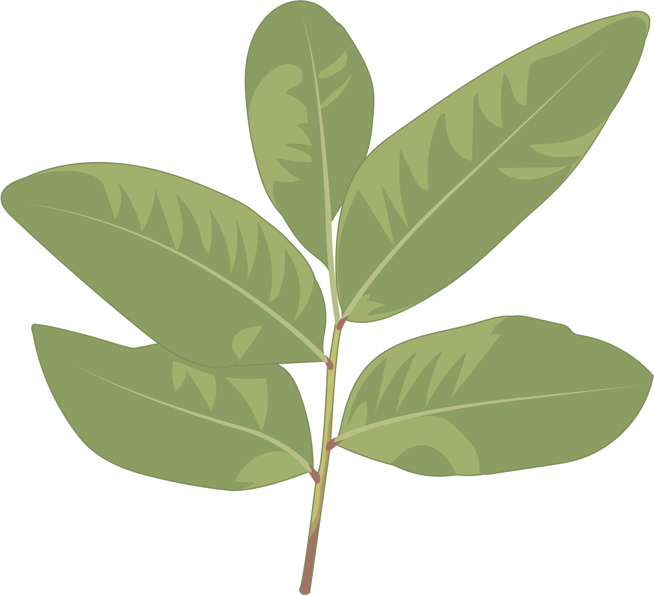 Almácigo - Sweet Birch (2480x3508), Png Download