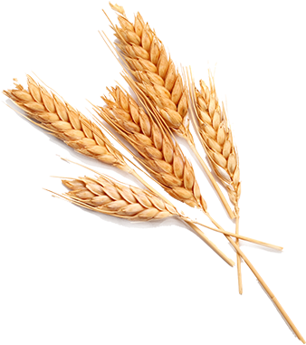 Grain Transparent Images Png - Wheat Png (420x453), Png Download