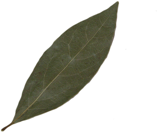 Imagen Imagen Real De Hoja - Speech (400x300), Png Download