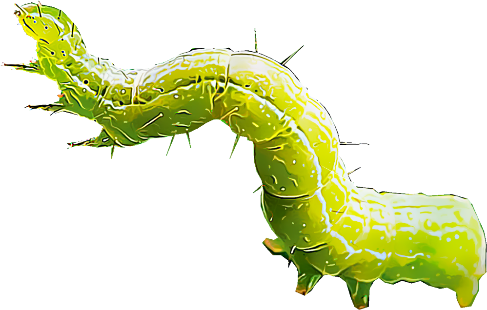 Cabbageworms - Cabbage Worm (1000x1000), Png Download