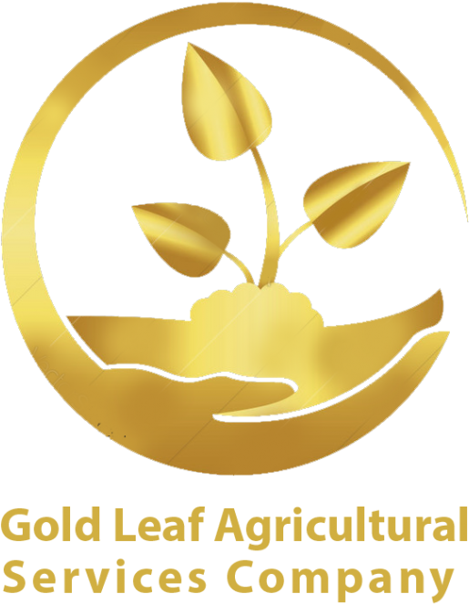 Gold Leaf - Gold (906x1024), Png Download