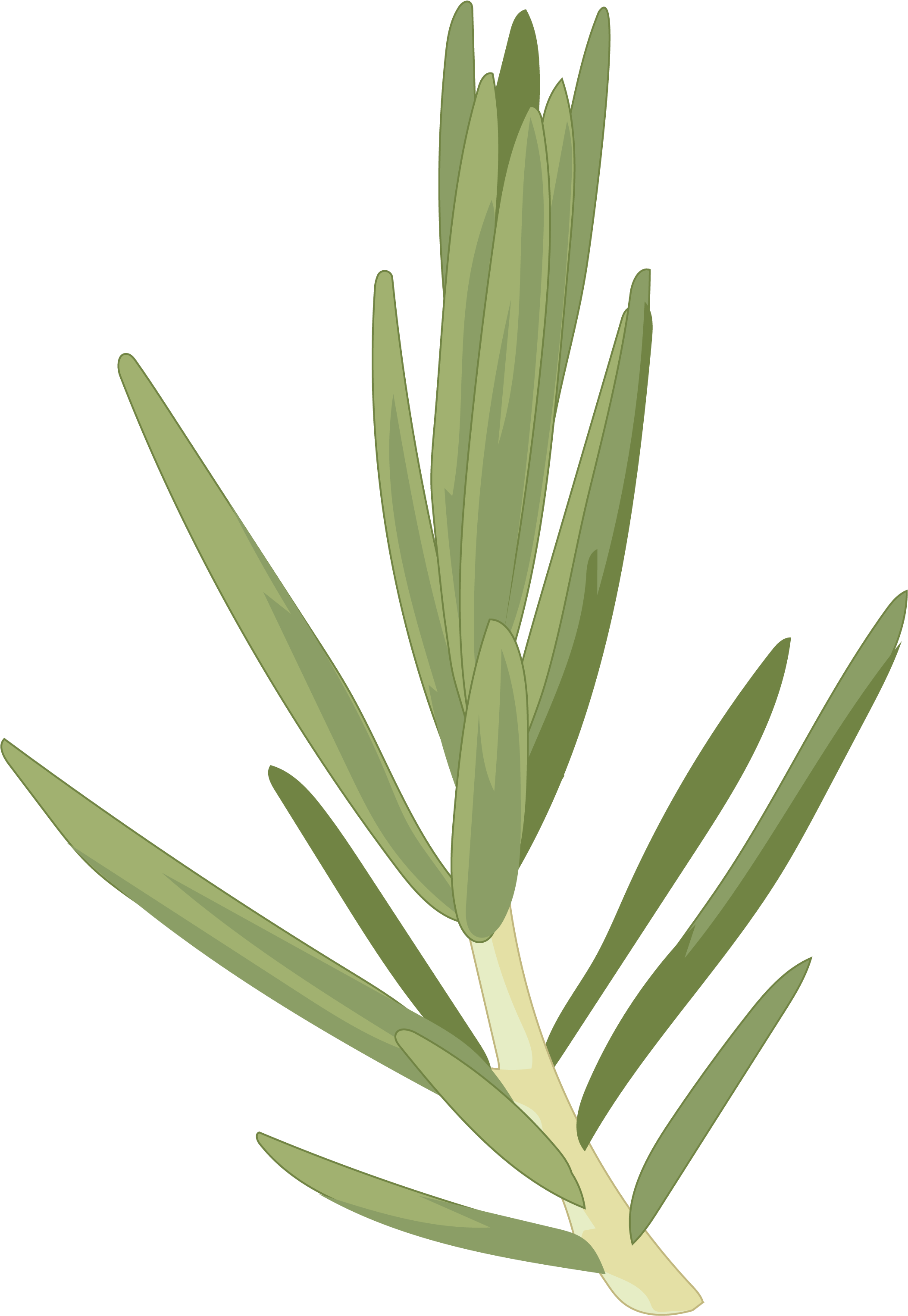 Cedro Canario - Hoja Cedro Del Canario (2480x3508), Png Download