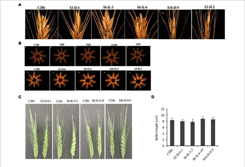 Representative Pictures For Grain Filling At The Spike - Wheat (850x579), Png Download