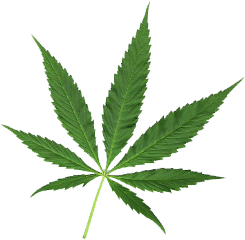 Adicciones - Pot Leaf (392x414), Png Download