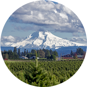 Hundreds Of Trees Fill The Field At A Christmas Tree - Tree (400x400), Png Download