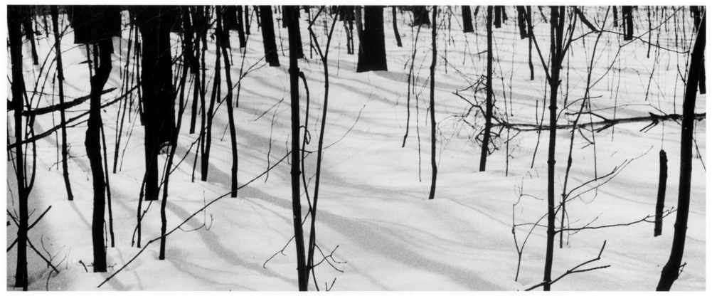Trees In The Snow, Web - Portable Network Graphics (1000x533), Png Download