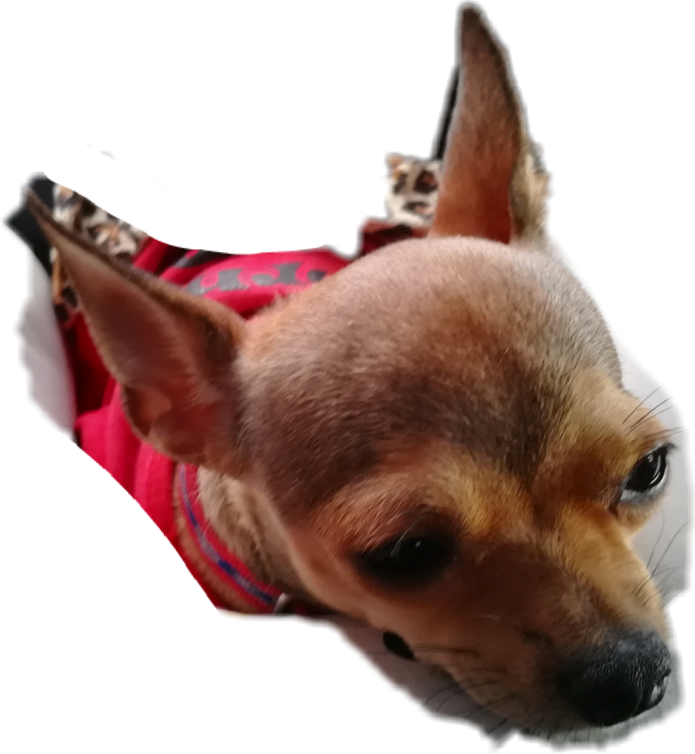 Chihuahua (983x1065), Png Download