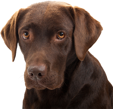 Microchipping Faqs In Portland - Cedar Mill Veterinary Hospital (577x400), Png Download