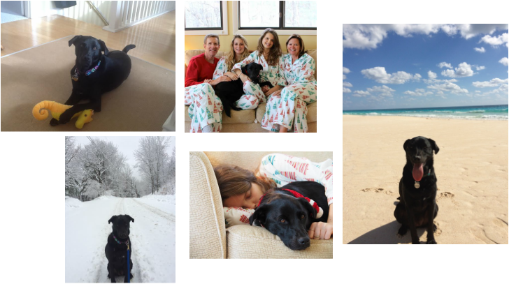 Don't Feel Sad For Her, Around The Holidays She Was - Jesse's Place Rescue Inc (728x407), Png Download