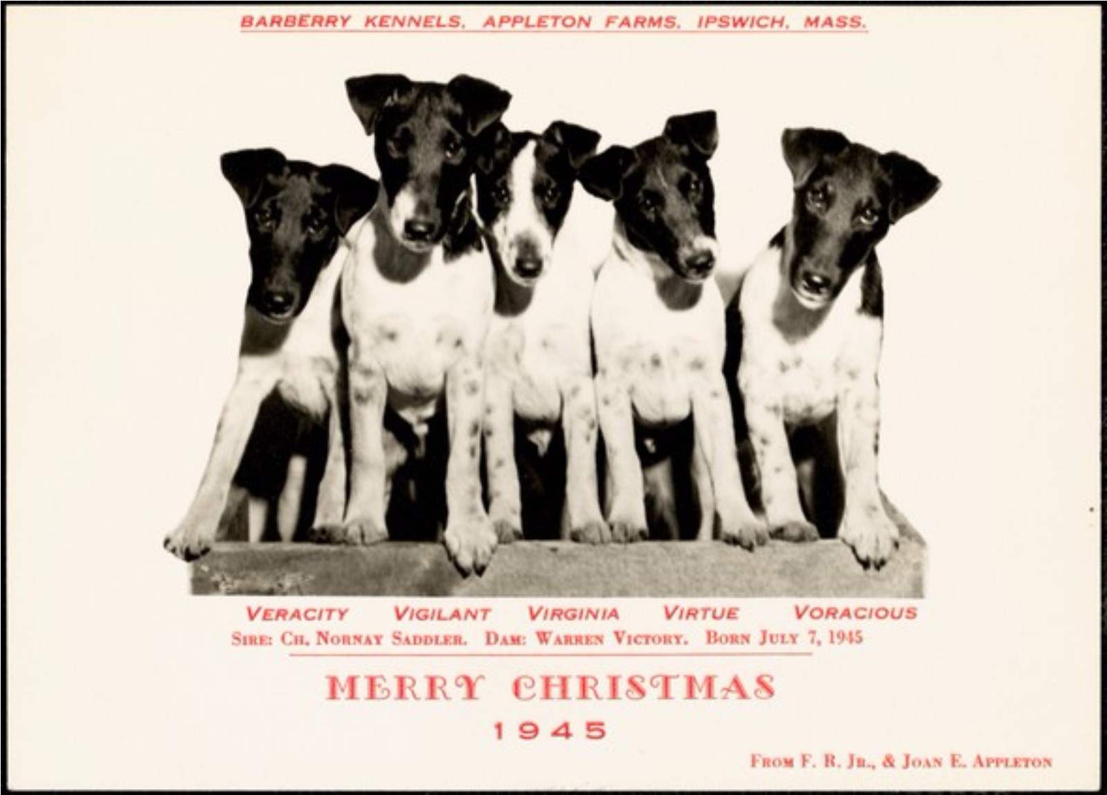 Barberry Kennels, Appleton Farms, Ipswich, Mass - Teddy Roosevelt Terrier (2446x1274), Png Download