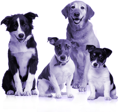 A Plan By Dogs - Dogs Calendar 2018: 16 Month Calendar (800x800), Png Download