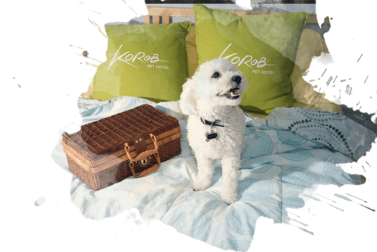 Dog Training - Art Museum (765x511), Png Download