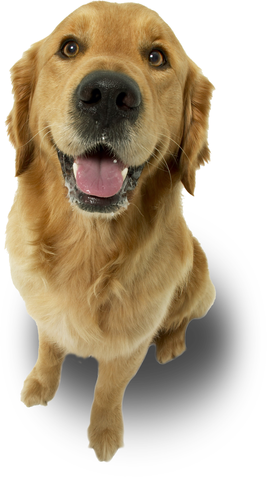 Dog - Love My Golden Retriever Ornament (oval) (1414x2124), Png Download
