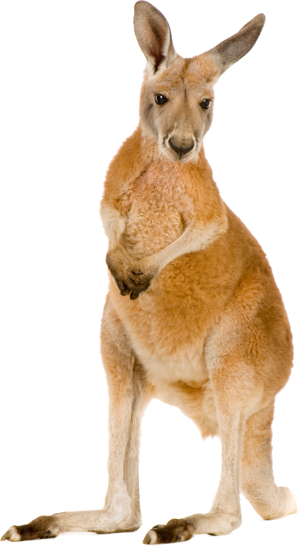 Not Only Are They Cute, But Marsupials Like Kangaroos - Kangaroo Png (1013x1856), Png Download