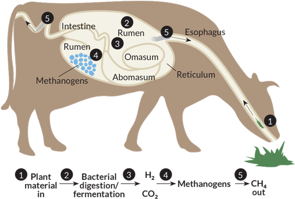 Picture1 Tiffanye - Cows Methane (612x427), Png Download