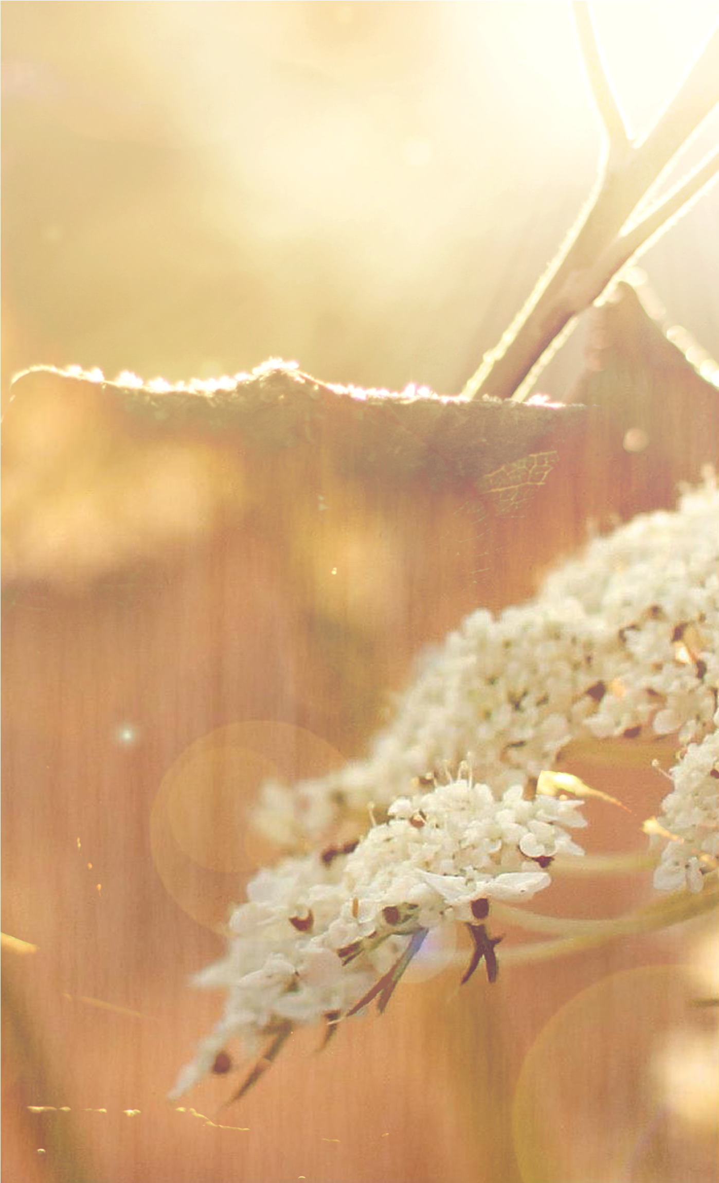 Communion - Human Body Louse (1500x2400), Png Download