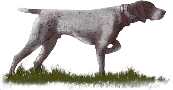 Arrow Image, Pointer Dog, Pointers, Stylus - Dog Facing Right Drawing (560x319), Png Download