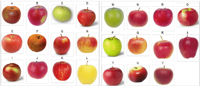 Variedades De Manzana - Apple (850x366), Png Download
