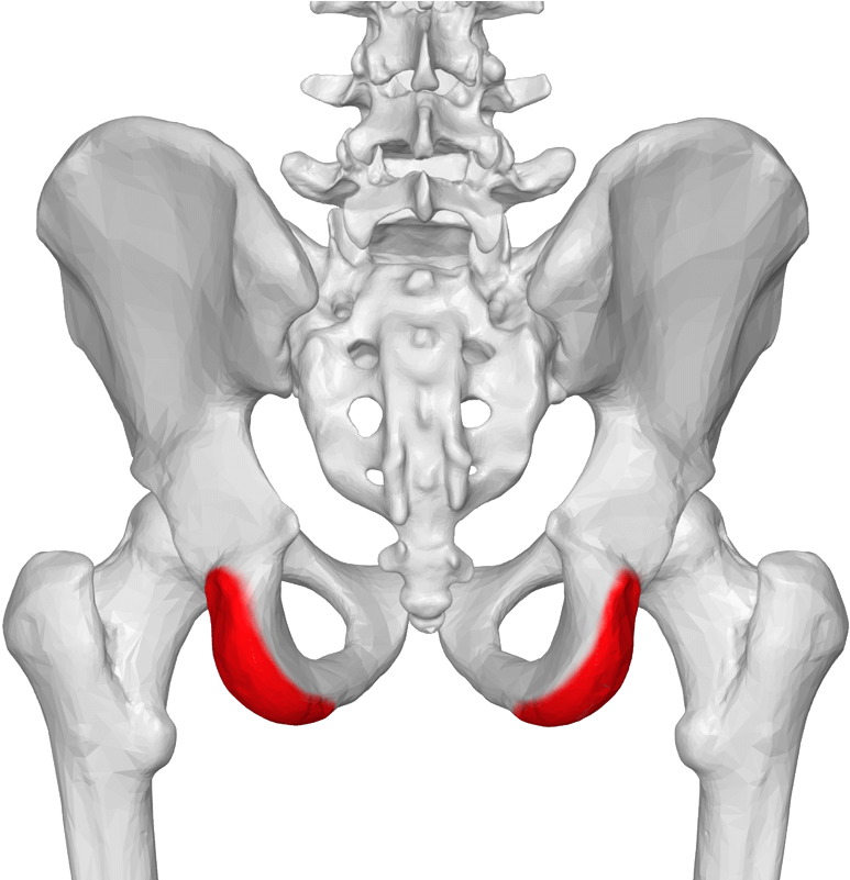 Clipart Free Download Broken Drawing Hurting - Ischial Tuberosity Posterior View (800x800), Png Download