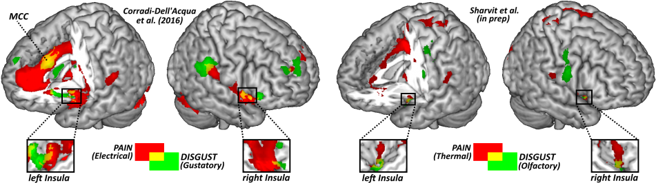 Pain-disgust - Pain Matrix (960x275), Png Download