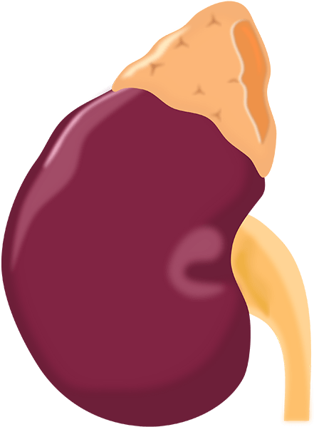 Adrenal Gland Tumor Symptoms Back Pain - Adrenal Gland Icon Png (450x600), Png Download