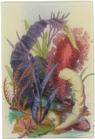 Sea Arrangement Iii - Floral Design (500x500), Png Download