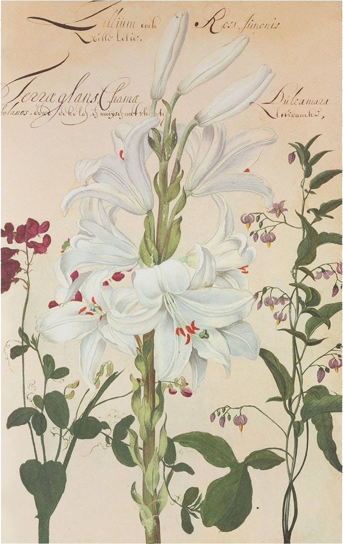 Picture Of White Lily Flower Plates De Geest - Lily (1280x1280), Png Download