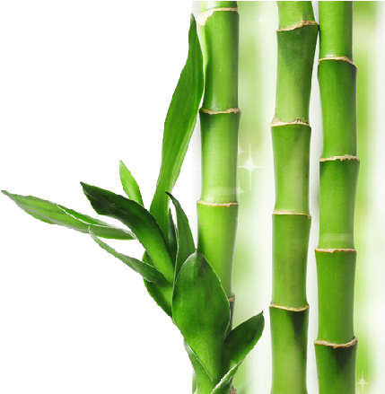 Bamboo Transparent Background - Transparent Background Bamboo