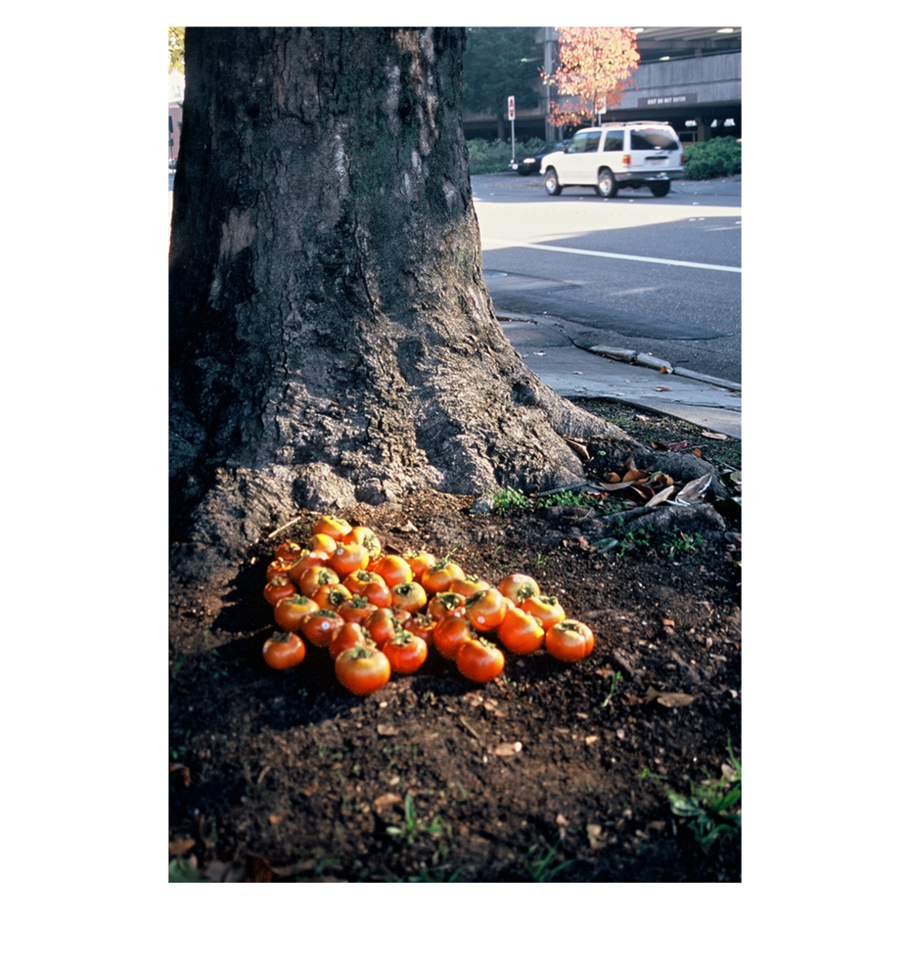 Persimmons - Fruit (1000x1059), Png Download