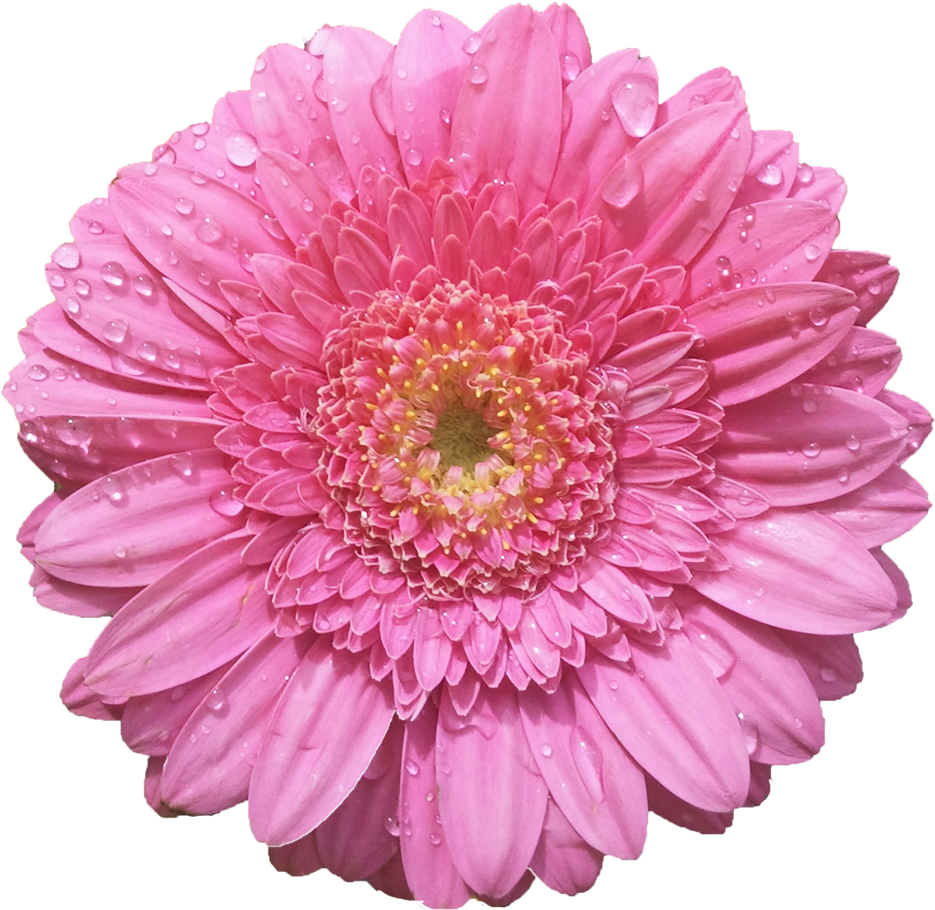 Imágenes De Flores Grandes O Gigantes - Flower Png For Editing (1600x1363), Png Download