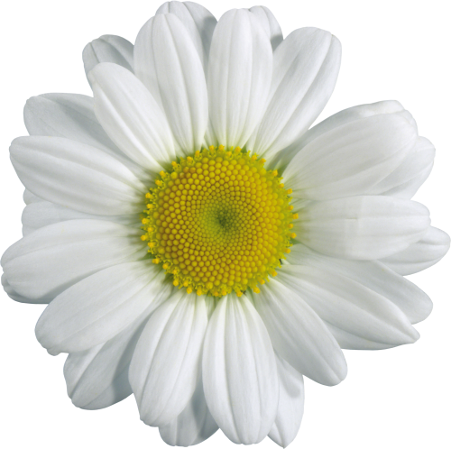 You Might Also Like - Chamomile Png (500x498), Png Download