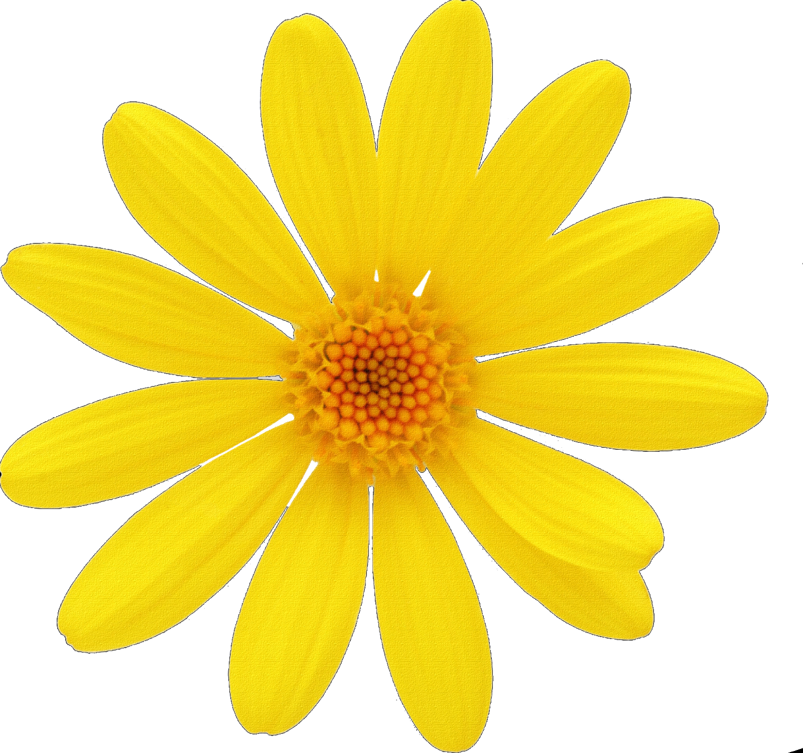 Margarita Flor Dibujo Animado - Margaritas Animadas De Colores (1600x1500), Png Download