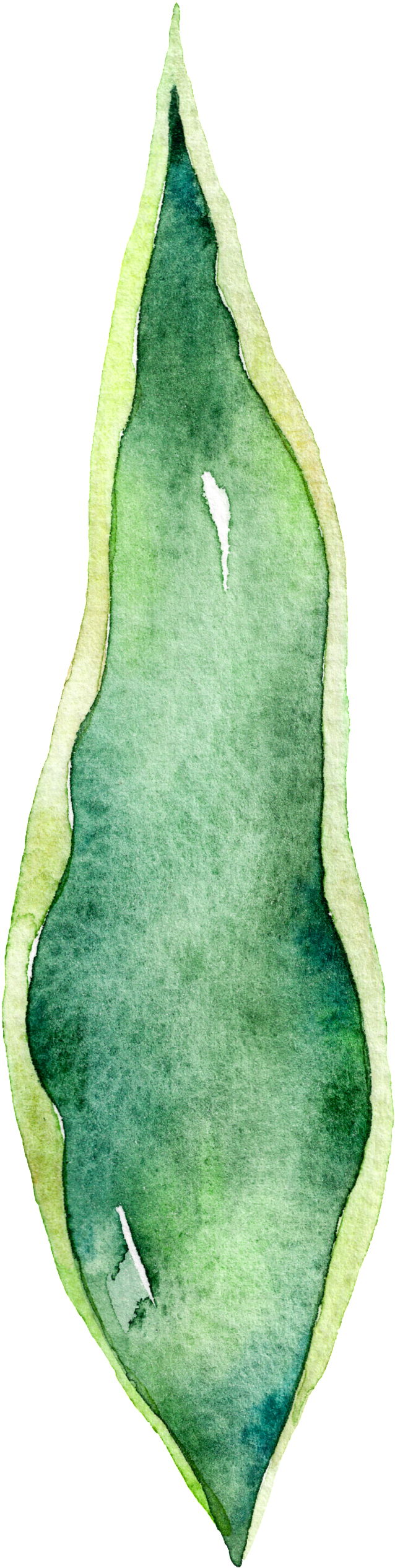 Green Aloe Leaf Watercolor Hand Drawn Cartoon Transparent - Watercolor Painting (1024x2730), Png Download